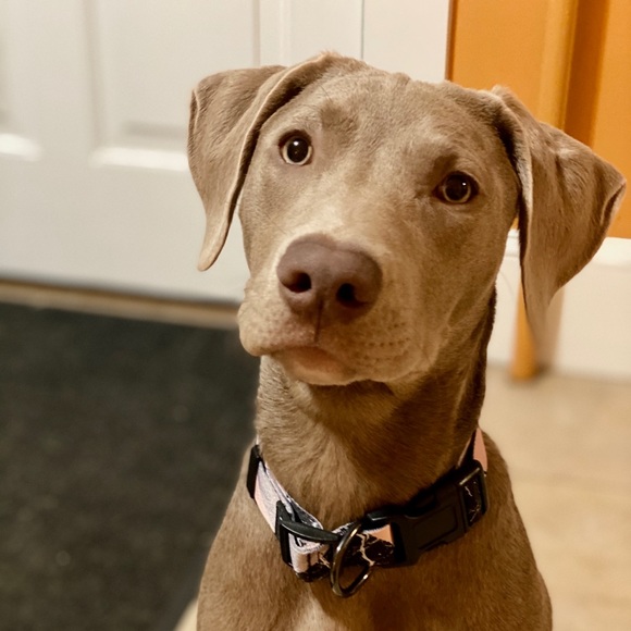 Meet your Posher, Erika - Picture 3 of 3